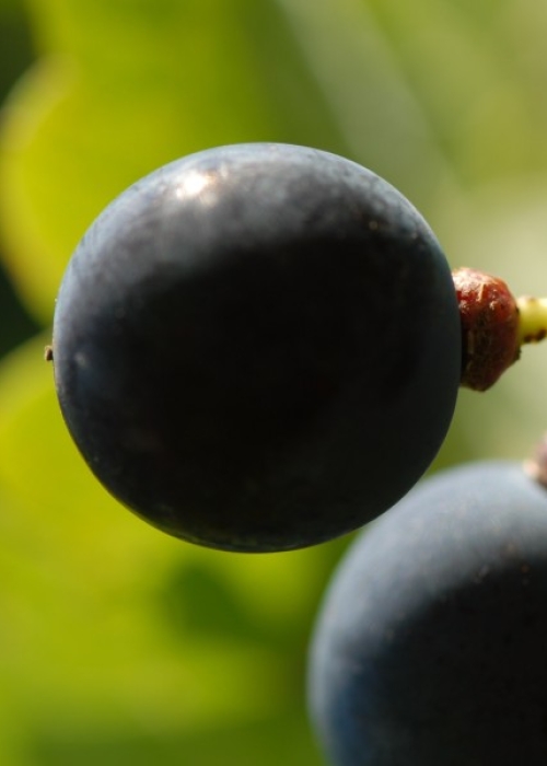 Cabernet Sauvignon ANT 0950